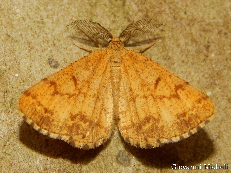..forma di Ematurga atomaria???